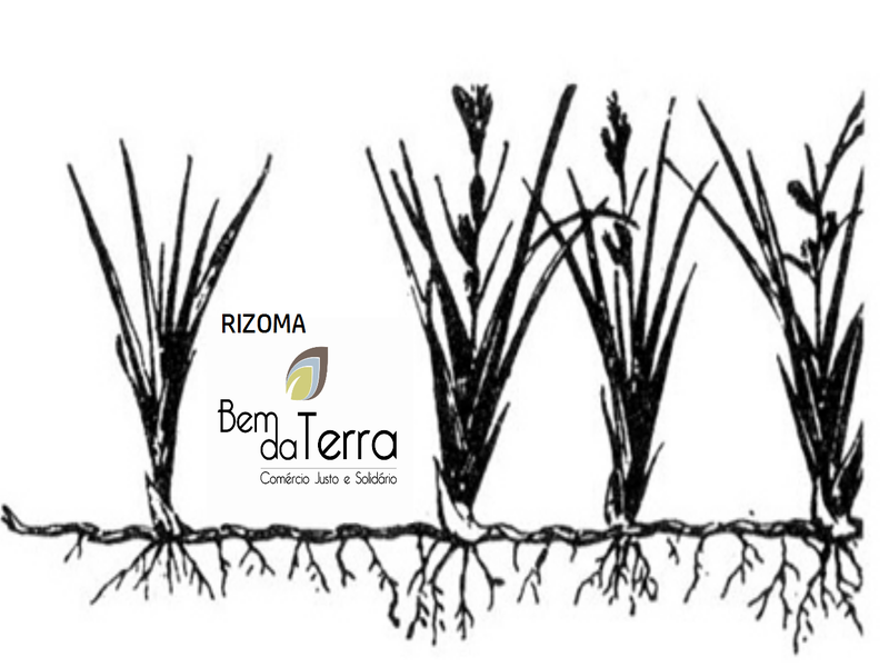 Esboço logo rizoma